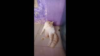 #Short || ngobrol sama kucing || gatel nih