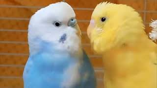 How to know cute 🥰 budgies love each other! #birds #viral #parakeet #parrot #shorts