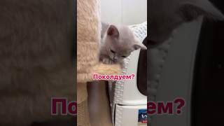 1 месяц или 1 год? Кто вам приглянулся?🙀💞 #лиловаябурма #бурма #котятабурмы