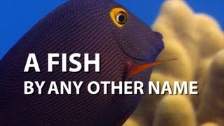 A Fish By Any Other Name | UnderH2O | PBS Digital Studios