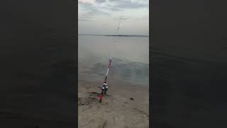 Fishing рыбалка на Днепре на Карпа и Сома #fishing #shorts