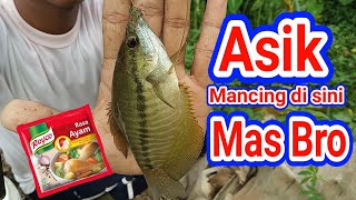 Mudah Mancing Sepat Siam/ Umpan Lumut Campur Royco Lihat Hasilnya...