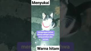 kucing hitam putih.sound orang yang menyukai warna hitam