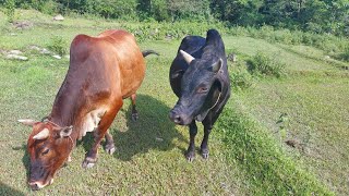 गोरु जोत्दै गर्दाको भिडियो मन रुवाउने बाँसरी धुन मिठो संगीतको साथमा