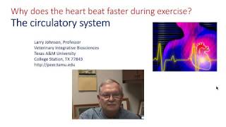 Why Does the Heart Beat Faster During Exercise? Shorter Version