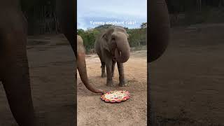 A yummy elephant cake!