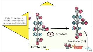 05.  Ciclo de Krebs (2º Bachillerato)