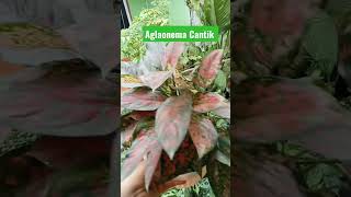 Aglaonema cantik di depan rumah #aglaonema