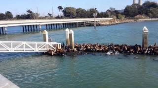 Moss Landing sea lions