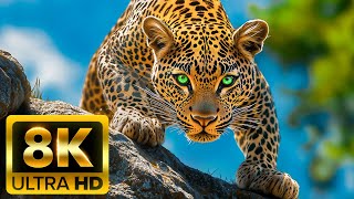 WORLD OF ANIMALS 8K (60FPS) ULTRA HD – Животные по всей планете с НАСТОЯЩИМИ звуками природы