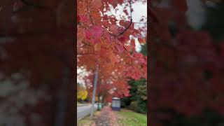 Washington State Fall Foliage | Visit Washington State in Autumn