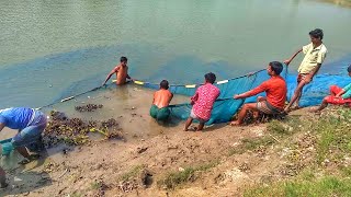 দেশি মাছ ধরা Amazing Net Fishing Video | Village Traditional Fishing (Part-6)