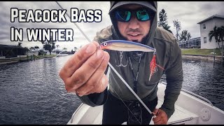 Winter PEACOCK Bass Fishing In Southwest Florida | Fishing For PEACOCK BASS