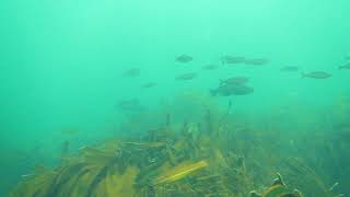 Butterfish in surge at Chalky Island, Fiordland.