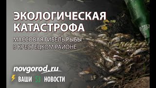 Массовый мор рыбы в Крестецком районе