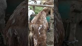 Milking Goat #viral #foryou #goat #goatfarmingkarnekatarika #youtubeshorts