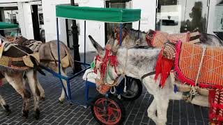 mijas donkeys