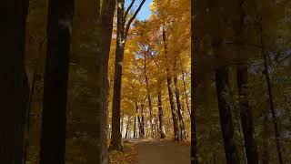 Exploring Changing Leaves in Big Hill Park