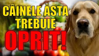 CÂINELE ĂSTA TREBUIE OPRIT!