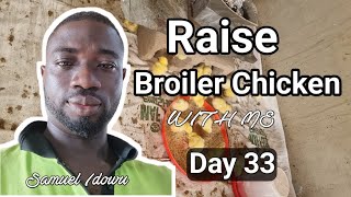 Day 33: Broiler Chicken Farming at home