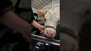 COW INSIDE A SHOW CAR GOONG TO RICK ROSS. CAR #donk #automobile #classic #chevy  SHOW