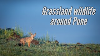 In search of wolves | Part-II | Bhigwan grasslands tour | Fox | Wolf | Hyena | Raptors