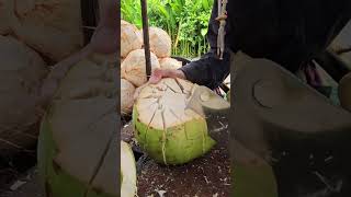 Wow ! Nice peeling coconut fruits. #satisfying #coconut #shorts #short #fresh