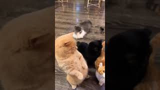 so funny baby cats trending video | so cute cats video | cats video | trending cats video 2022