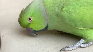 Mubee the African Ringneck Parrots shake his head after happy moments