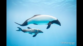 《鳥羽水族館》イロワケイルカに赤ちゃんが誕生しました！ Commerson's dolphin gave birth to a male baby.