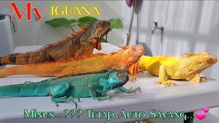 My IGUANA , Minusan..??? Harus Tetap Glowing..!!!