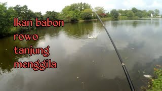 Mancing ikan babon Rowo Tanjung menggila part 1