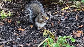 Cute Squirrel!