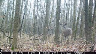 nice buck in rain