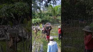 Kekompakan Para Petani Kerja Bakti Gugur Gunung Lansir Pasir