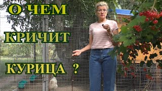 ПОЧЕМУ КРИЧИТ КУРИЦА