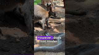 Kangaroos Can Not Moonwalk #shorts #facts #kangaroo #australia #wildlife #nature #animals #jump #new