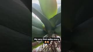 My First Spike Ever