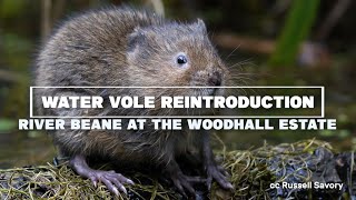 Reintroducing Water Voles to the River Beane at the Woodhall Estate