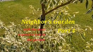 Neighbor's Garden Part 4