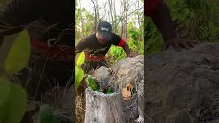 A lot of gorgeous Parrots encountered in a big nest