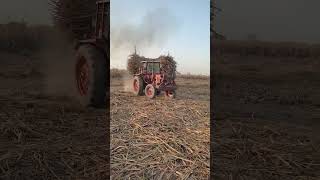 Double Belarus Tractor Stunt With Sugarcane Loaded Trolley #shorts #farmer #punjab #agriculture