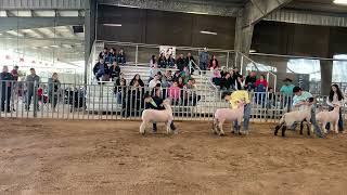 Team GCP- Sonny Brazil Intermediate Lamb Showmanship 01/27/24