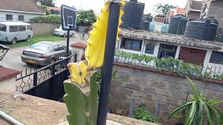 GRAFTED GOLD VARIEGATED DRAGON FRUIT (2)