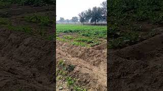 Proud to be farmer #minivlog #vlog  #short #shortvideo #youtubeshorts