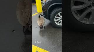 What is Canadian Goose doing? Canadian Goose & Car | #Shorts