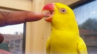 Amazing Beautiful Ringneck Yellow Parrot || Funny Yellow Parrot