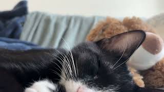 my kitten cuddles his stuffed bunny