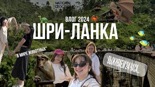 ШРИ-ЛАНКА ВЛОГ 2024