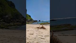 Koa #dog loves #beach #walking #ocean #morning #uluwatu #bali #happy #travel #walkthrough #enjoy